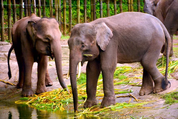 Borneo elephant, also called the Borneo pygmy elephant at Lok Kawi wildlife park