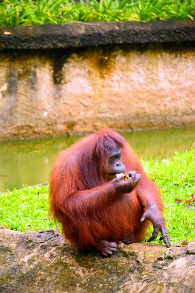 Macaco Orangotango Parque Vida Selvagem Lok Kawi — Fotografia de Stock