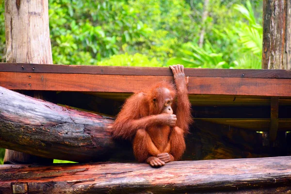 Monyet Orangutan Taman Satwa Liar Lok Kawi — Stok Foto