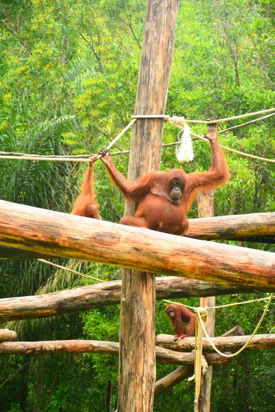 Orangutan Małpa Parku Przyrody Lok Kawi — Zdjęcie stockowe