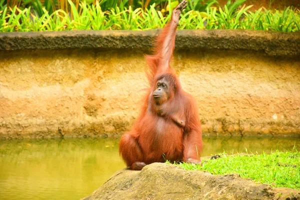 Orangutan Małpa Parku Przyrody Lok Kawi — Zdjęcie stockowe
