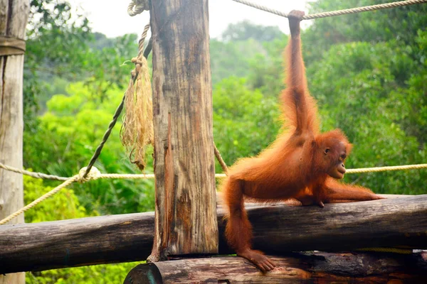 Macaco Orangotango Parque Vida Selvagem Lok Kawi — Fotografia de Stock