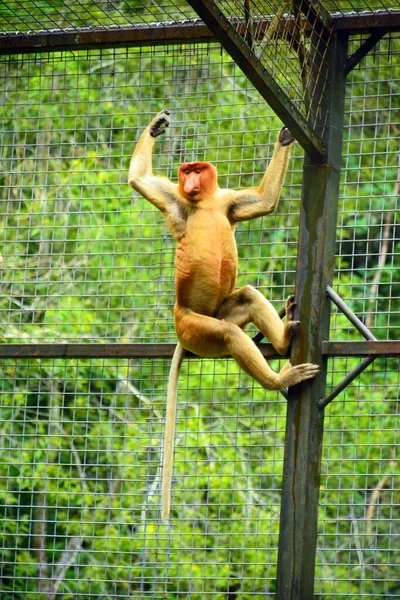 Macaco Probóscide Parque Vida Selvagem Lok Kawi — Fotografia de Stock