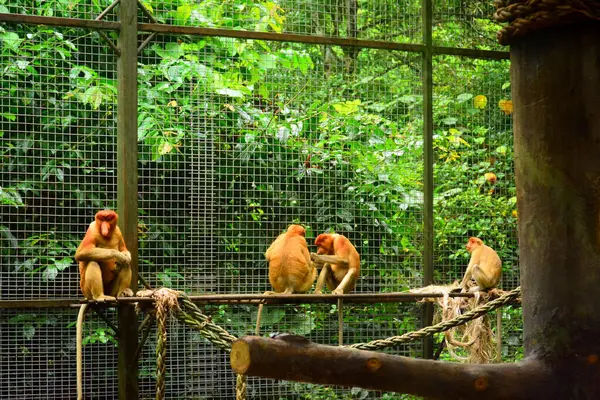 Macaco Probóscide Parque Vida Selvagem Lok Kawi — Fotografia de Stock