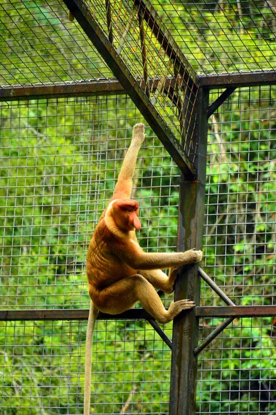ロクカウイ野生動物公園のプロボシス猿 — ストック写真