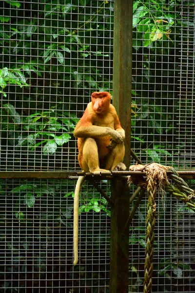 Małpa Proboscis Parku Przyrody Lok Kawi — Zdjęcie stockowe