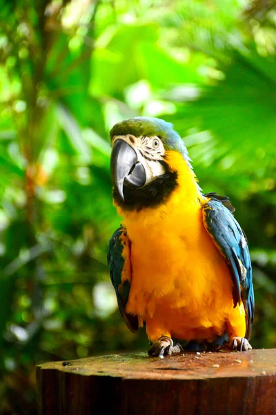 Lok Kawi野生动物公园的Ara Macaws鹦鹉 — 图库照片