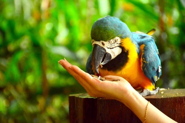 Lok Kawi野生动物公园的Ara Macaws鹦鹉 — 图库照片