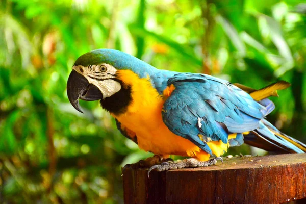 Loro Guacamayos Ara Parque Vida Silvestre Lok Kawi —  Fotos de Stock