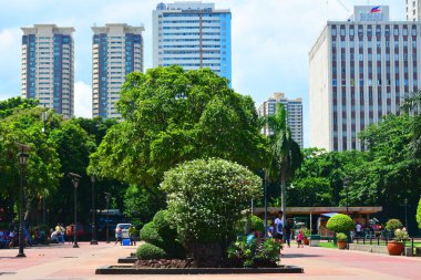 MANILA, PH - 6 Temmuz 2016 'da Filipinler' in Manila kentinde Rizal Park 'taki Bonsai ağacı.
