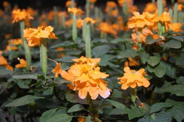Oranje Bloemen Met Groene Bladeren Geplant Tuin Bij Antipolo Filippijnen — Stockfoto