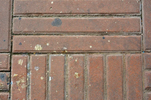 Kahverengi Kedi Düz Çizgileri Olan Blok Kiremit Yürür — Stok fotoğraf