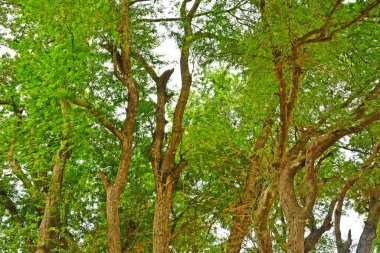 Batangas, Filipinler 'deki Sampaloc Tamarind Ağacı