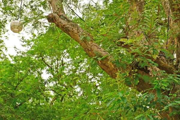 Pohon Tamarind Sampalog Batangas Filipina — Stok Foto