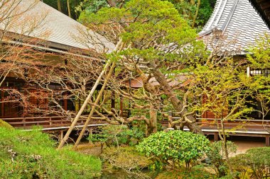 KYOTO, JP - 10 Nisan - Eikando Zenrinji ağaçları 10 Nisan 2017 tarihinde Kyoto, Japonya 'da. Zenrinji Tapınağı olarak bilinen Eikando, Japon Budizmi 'nin Jodo mezhebine mensuptur..
