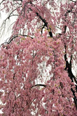 Japonya, Osaka 'da bahar zamanı kiraz çiçeği veya sakura.