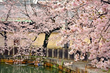 Japonya, Osaka 'da bahar zamanı kiraz çiçeği veya sakura.