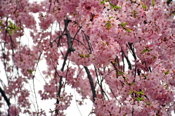 Цветение Вишни Сакуры Весной Осаке Япония — стоковое фото