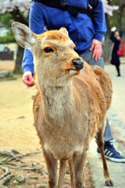 NARA, JP - 9 Nisan - Geyik 9 Nisan 2017 'de Japonya' nın Nara kentinde dolaşıyordu..
