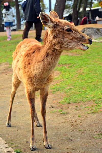 Nara Abril Ciervos Deambulando Por Parque Abril 2017 Nara Japón —  Fotos de Stock