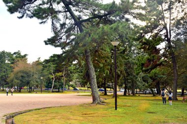 NARA, JP - 9 Nisan - Nara açık hava parkı 9 Nisan 2017 'de Japonya' nın Nara kentinde.