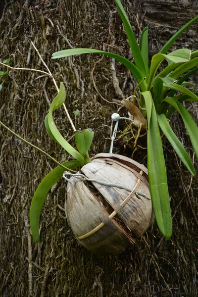 Green plant hang in coconut shell