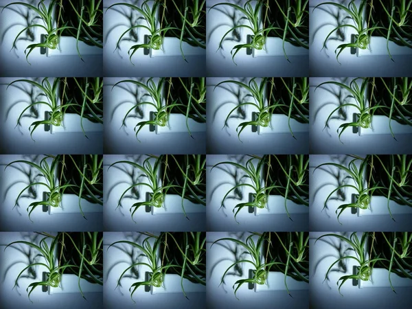 Dar odak yönlü ışık kaynağı tarafından aydınlatıldığında bir bitkinin arka plan dokusu görüntüsü (matris analoğu) klorofhytum comosum bonnie 'nin birkaç resmi. Ön form, atölye, atölye, dekoratif çerçeve için boş, tekstil baskısı için.