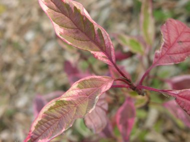 Cornus alba Sibirica Variegata çalılığının son bahar günbatımı. Sığ odak noktasında çekim.