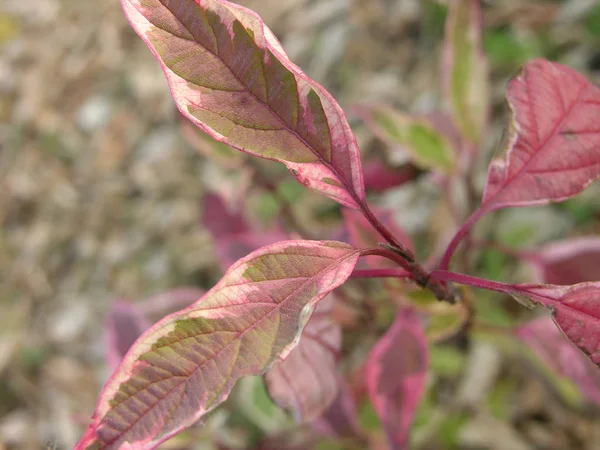 Branch Shrub Cornus Alba Sibirica Variegata Late Autumn Sunset Shooting — Stock Photo, Image