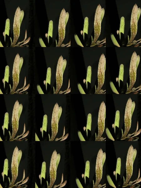 Háttér Kép Mátrix Analóg Több Kép Töredék Zamatos Növény Gasteria — Stock Fotó