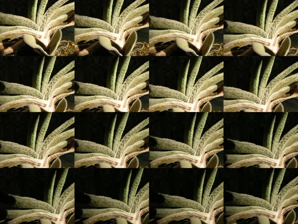 Sulu bitki Gasteria cv 'nin birkaç resminin arkaplan dokusu (matris analogu) resmi. 