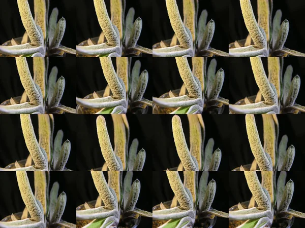 Sulu bitki Gasteria cv 'nin birkaç resminin arkaplan dokusu (matris analogu) resmi. 
