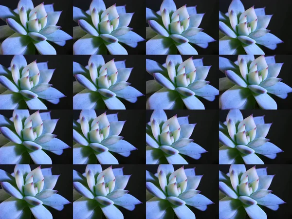 Obrázek Pozadí Matrixový Analog Několika Obrázků Rozkošné Rozety Echeveria Desmetiana — Stock fotografie