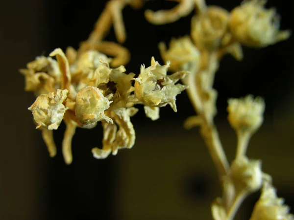 Rama Seca Planta Suculenta Del Caudex Mestoklema Macrorhiza Fotografía Macro — Foto de Stock