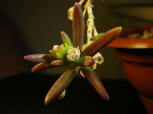 Apical Part Sprig Succulent Caudex Plant Mestoklema Macrorhiza Macro Photography — Stock Photo, Image