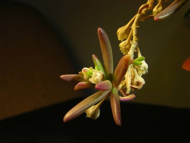 Mestoklema makrohiza sulu karnabaharın filizinin apik kısmı. Sığ odaklı makro fotoğrafçılık. 