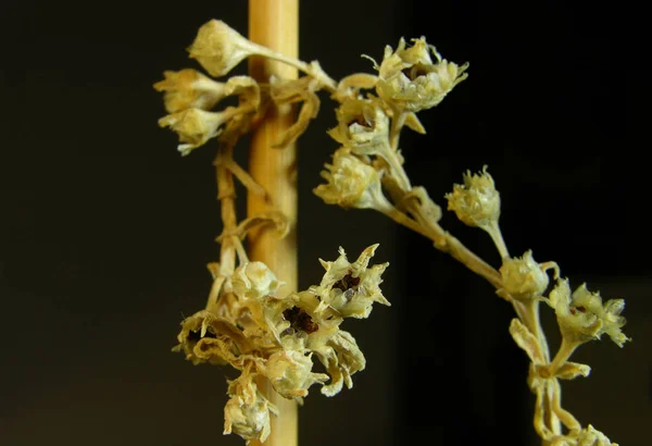Sprig of the succulent caudex plant Mestoklema makrohiza. Sığ odaklı makro fotoğrafçılık.