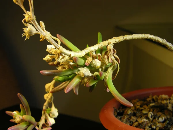 多肉植物Mestoklema Macrorizaの春 焦点が浅いマクロ写真 — ストック写真