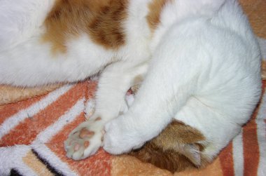 Kızıl kedili beyaz bir kedi pençesiyle gözlerini kapadı ve yumuşak bir yatakta uyudu, ama pembe benekli ve ıslak burun dışarı bakıyor. Kedi meraklı gözlerden, dış dünyadan, çeşitli sorunlardan saklandı. kedi uykusu.