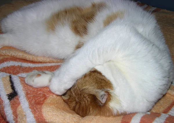 White Ginger Cat Ahead Covered Her Eyes Her Paw Sleeps — Stock Photo, Image