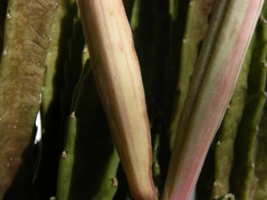 Eski sulu kokulu stapelia bitkisinin meyve kabuklarının orta kısımları. Dik duran tüylü fasulye, peri masalı çizgili bir tavşanın tüylü kulaklarına benziyor. Sığ odaklı yakın çekim.