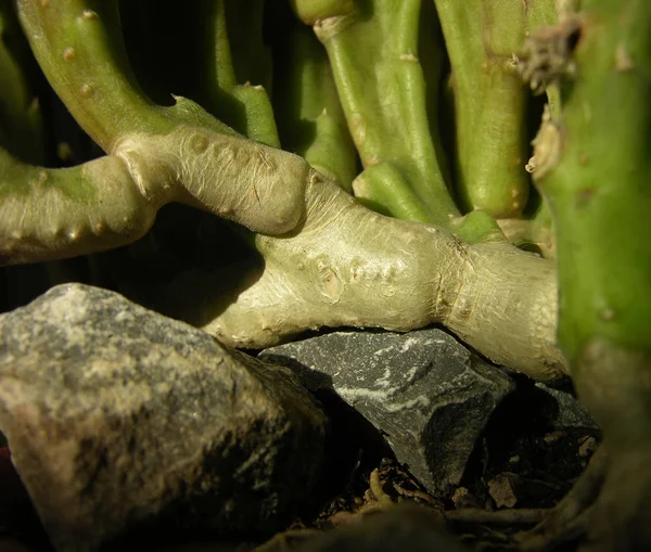 Partes Lignificadas Vieja Apestosa Estapelia Plantas Suculentas Planta Crecido Raíces — Foto de Stock