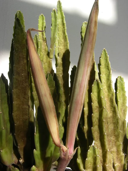 Las Partes Medias Las Vainas Frutales Antigua Planta Suculenta Estapelia — Foto de Stock