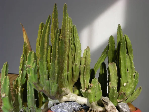 Vieja Planta Estapelia Suculenta Olorosa Convirtió Una Pared Verde Densa —  Fotos de Stock