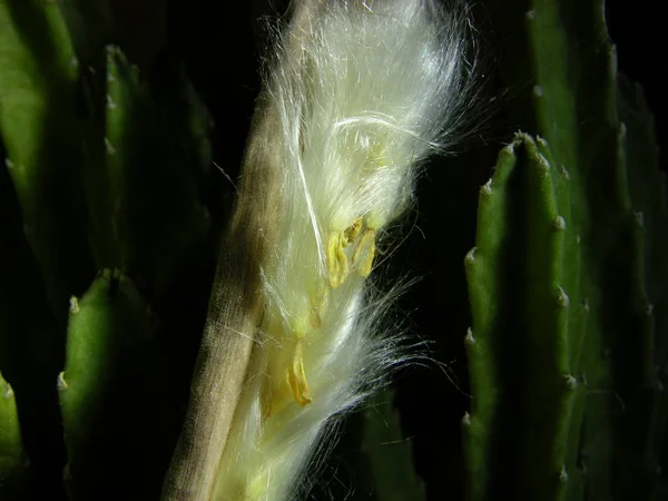 Estapelia Vaina Fruta Medio Abierta Con Semillas Esponjosas Semillas Esponjosas — Foto de Stock