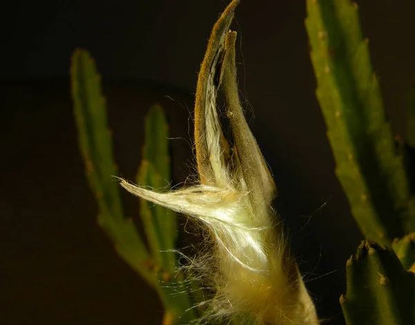 Estapelia Vaina Fruta Medio Abierta Con Semillas Esponjosas Semillas Esponjosas — Foto de Stock