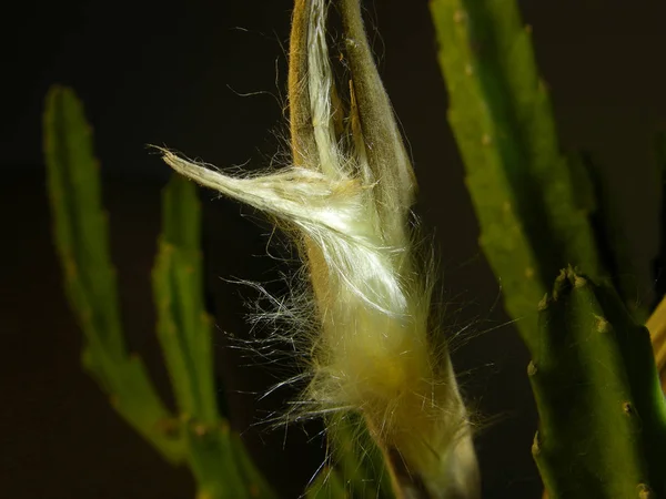 Estapelia Vaina Fruta Medio Abierta Con Semillas Esponjosas Semillas Esponjosas — Foto de Stock