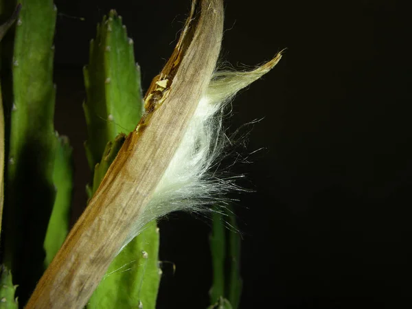 Yumuşak çekirdekli yarı açık meyve kabuğu stapelia. Yumuşak tohumlar parlıyor, parıldıyor, parıldıyor. Kurumuş kapsülün içinde bir sürü şeyle dolduruluyorlar. Olgunlaşmış tohumlar, kuru fasulyenin esaretinden kaçma eğilimindedir. Yakın çekim, dar odak. 