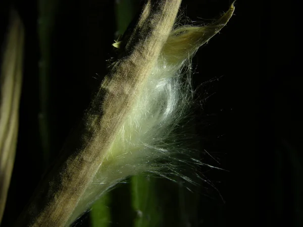 Estapelia Vaina Fruta Medio Abierta Con Semillas Esponjosas Semillas Esponjosas — Foto de Stock