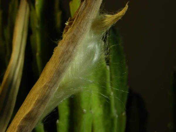 Half Opened Fruit Pod Stapelia Fluffy Seeds Fluffy Seeds Shine — Stock Photo, Image